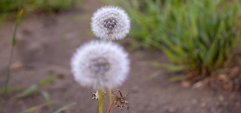 Example of a Noxious Weed