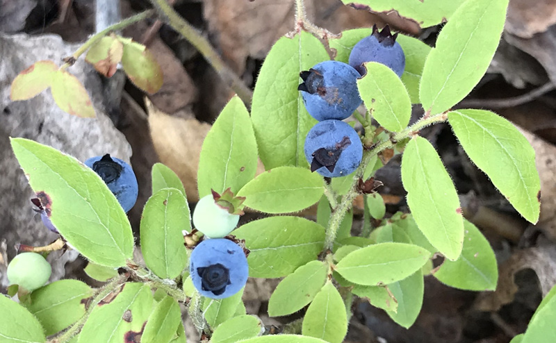 Blueberries