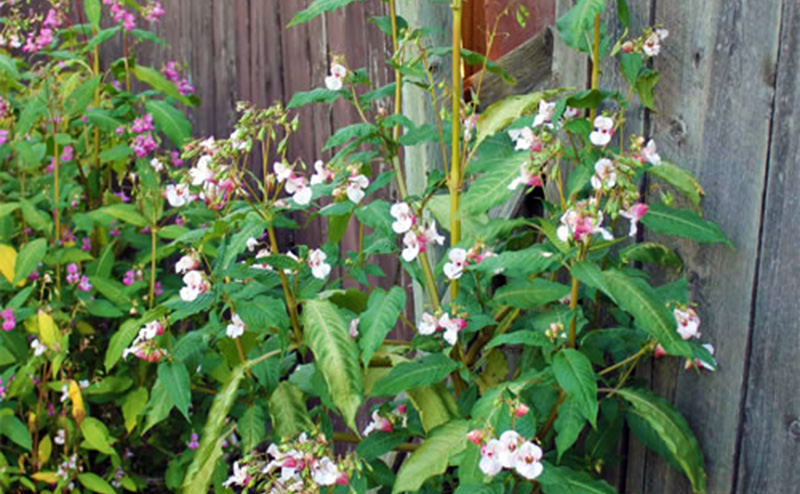 enforcing weeds